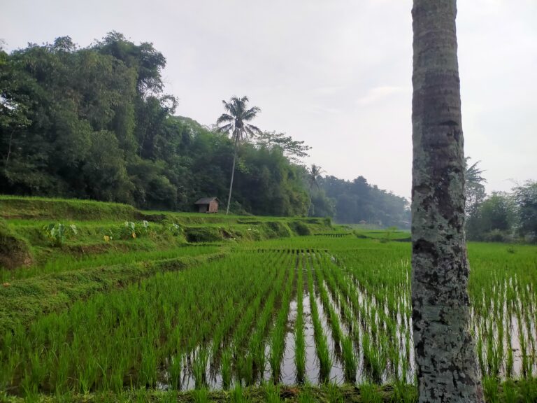 Keindahan alam Desa Cikawao