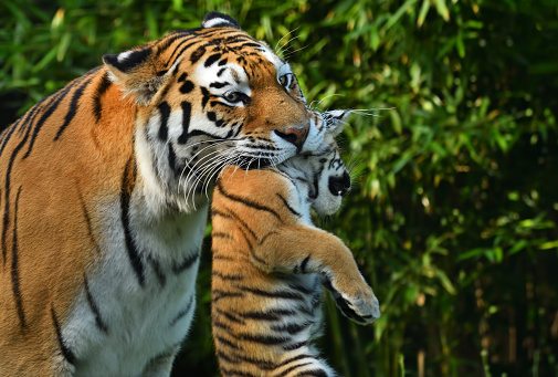 close-up of a  young siberian tiger carried by its mother