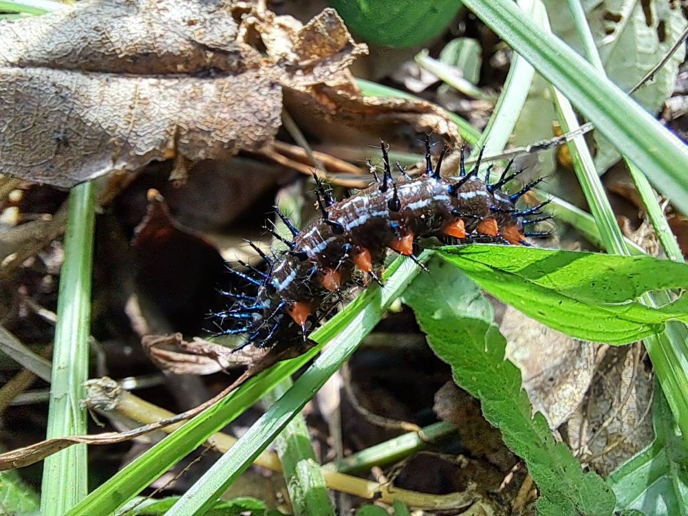 caterpillar