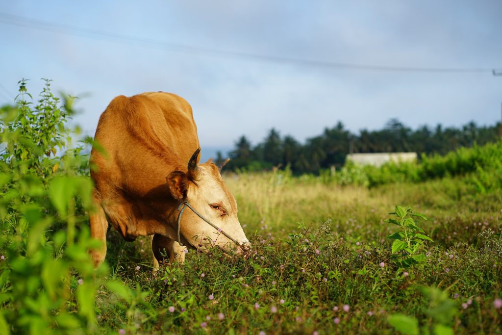 Qurban