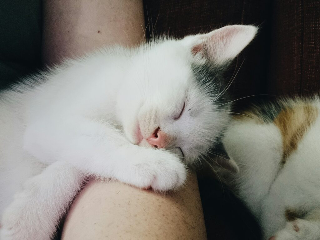 Anak-anak