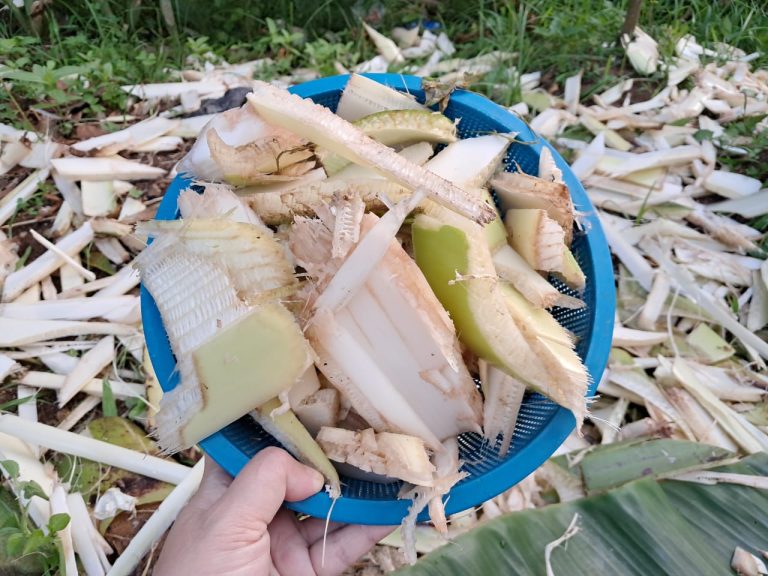 bonggol pisang