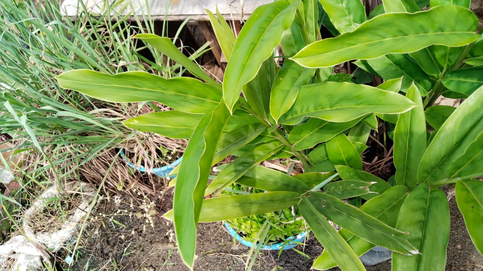 kemandirian pangan