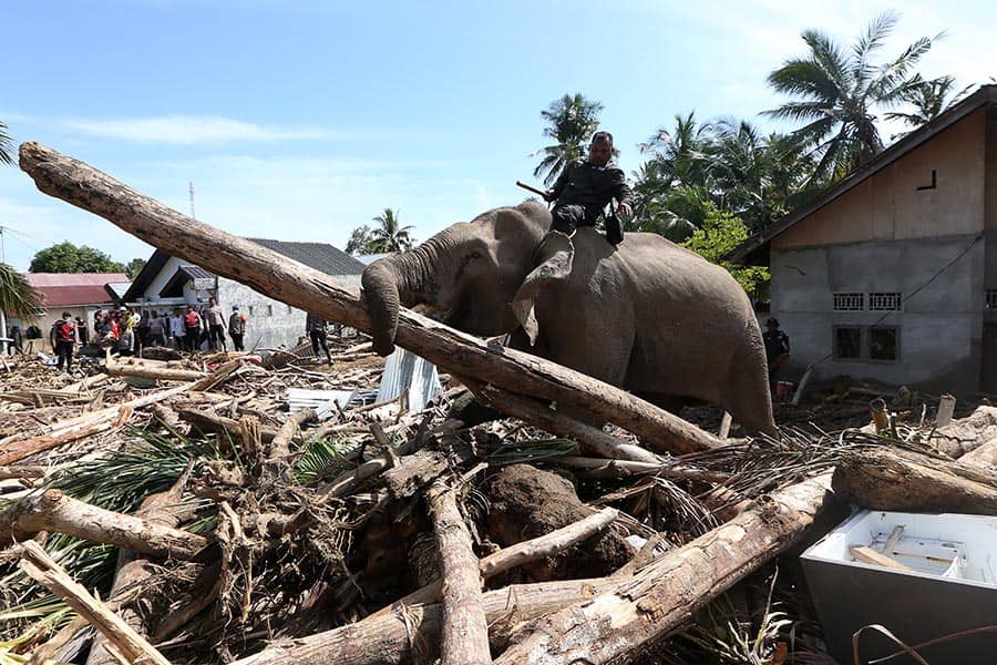 Gajah