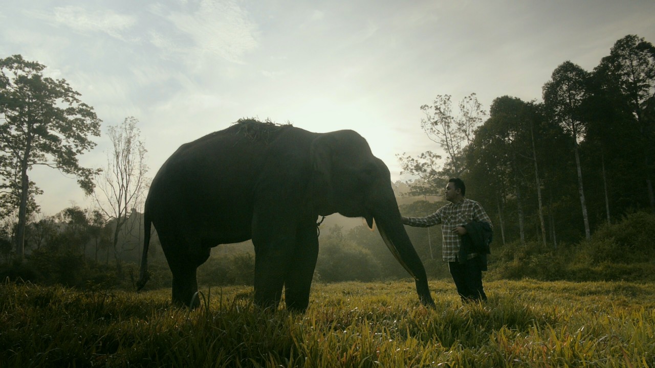 Gajah