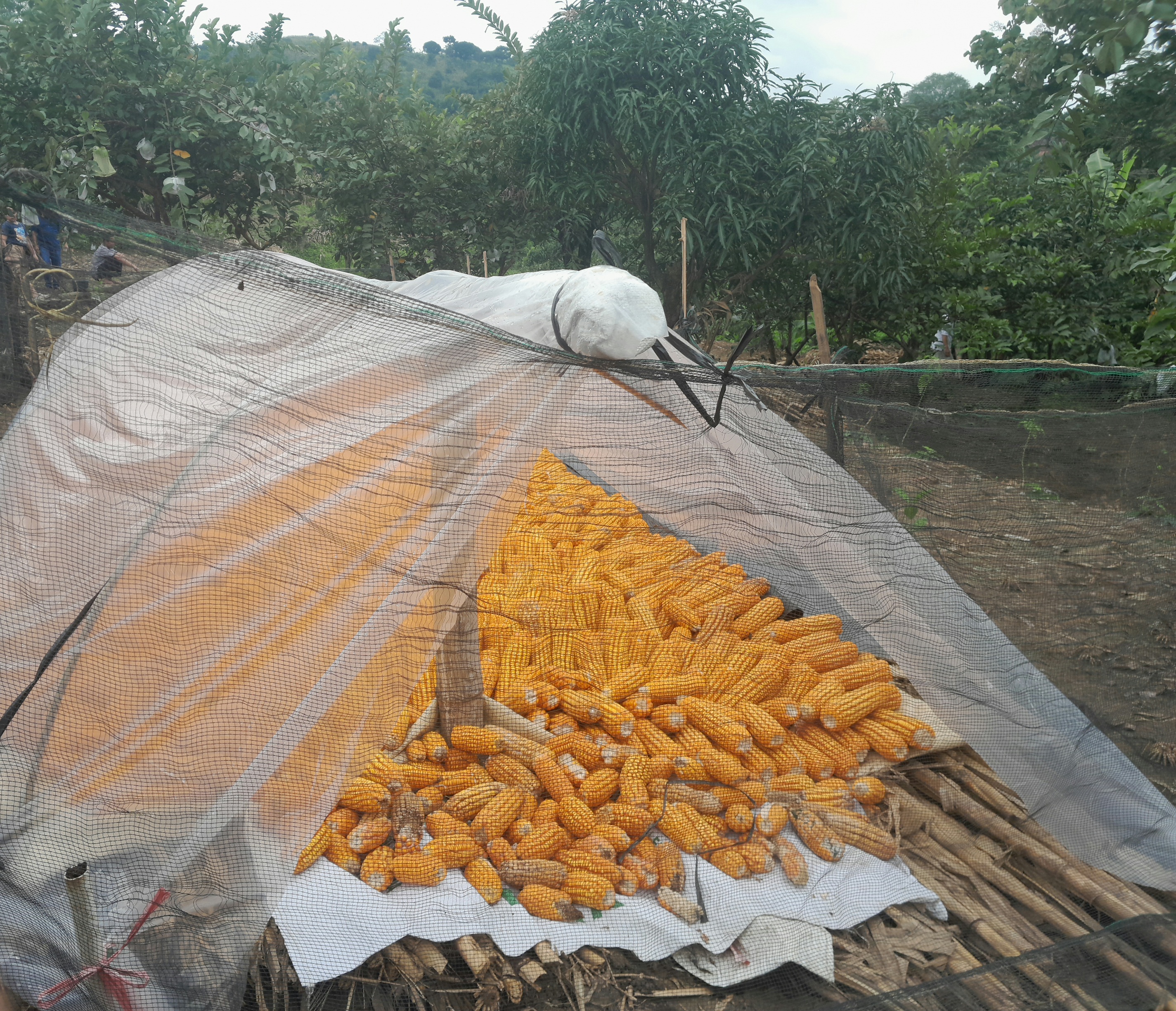 Jagung