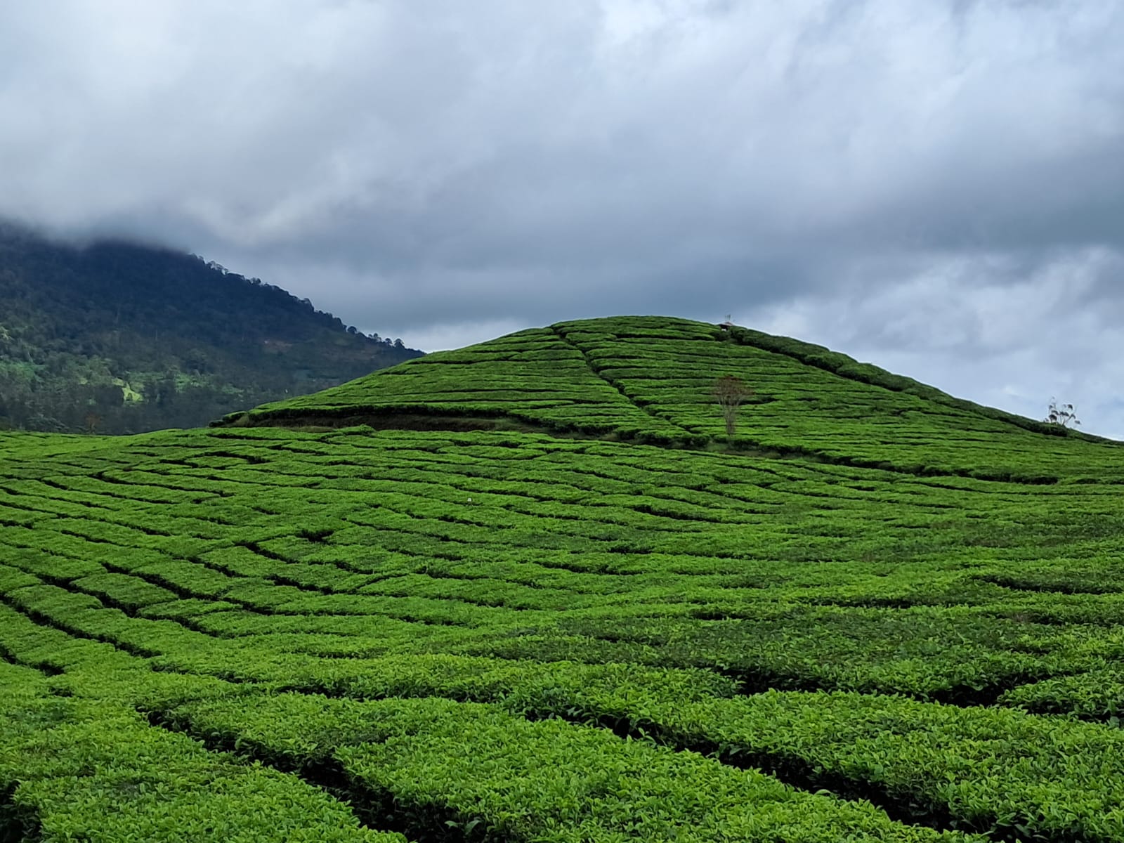 kebun teh Pangalengan