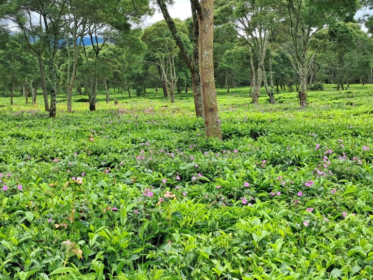 perkebunan teh malabar
