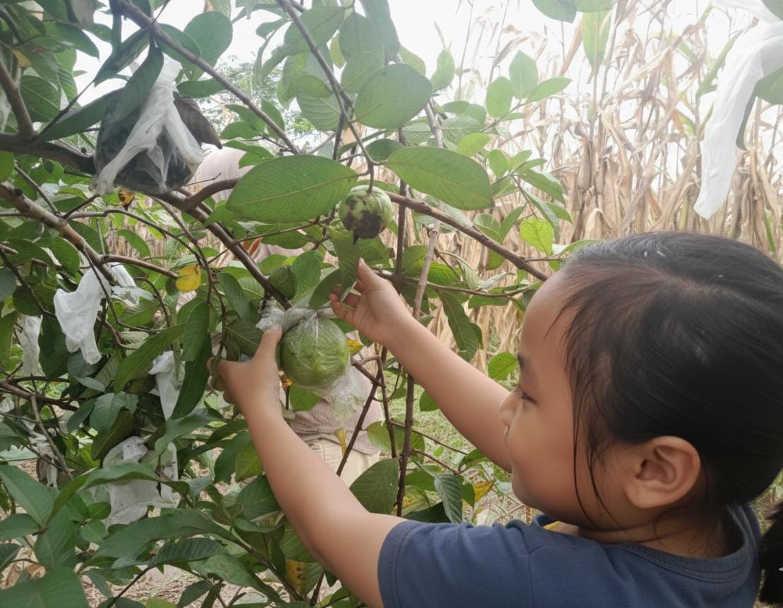 pembudidaya buah