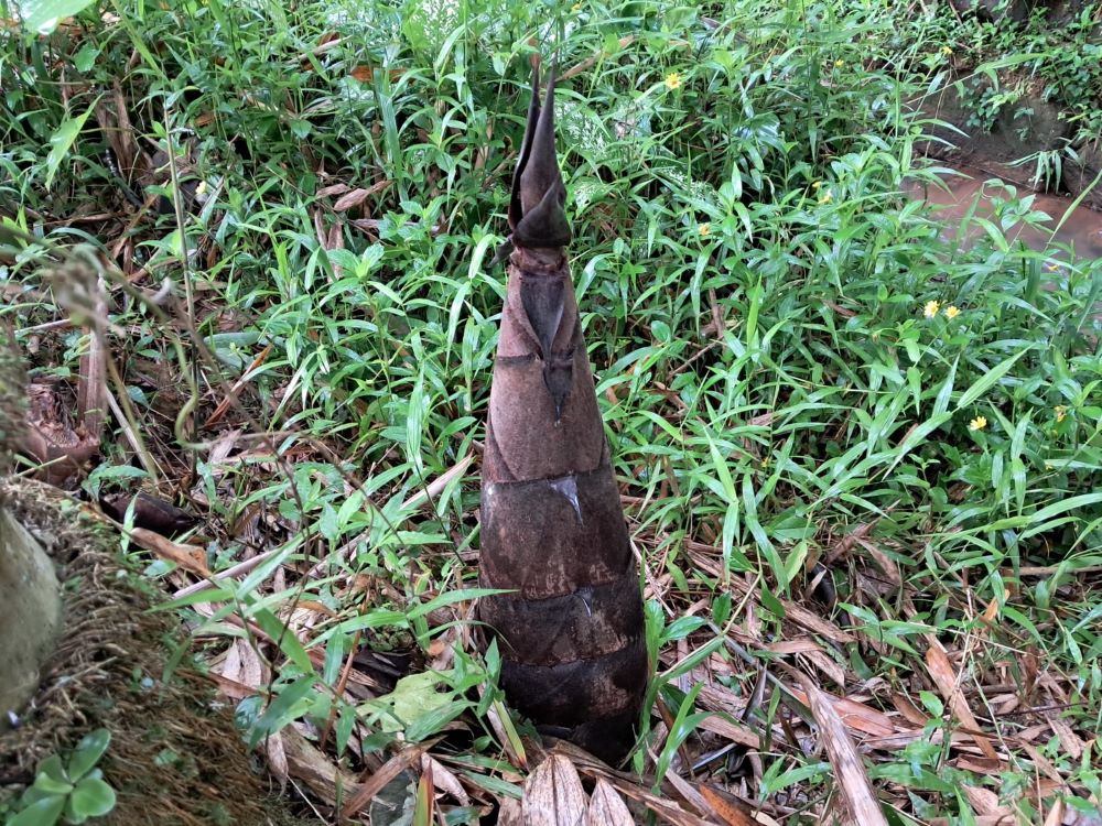 mengolah rebung