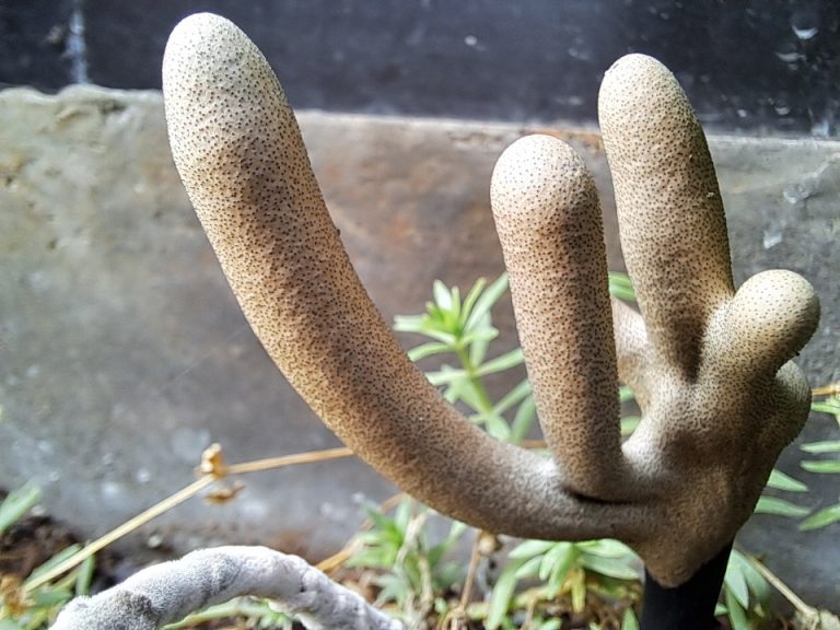 Dead Man's Fingers