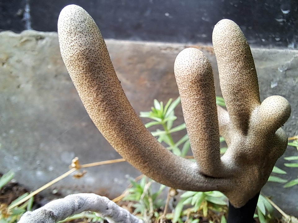 Dead Man's Fingers