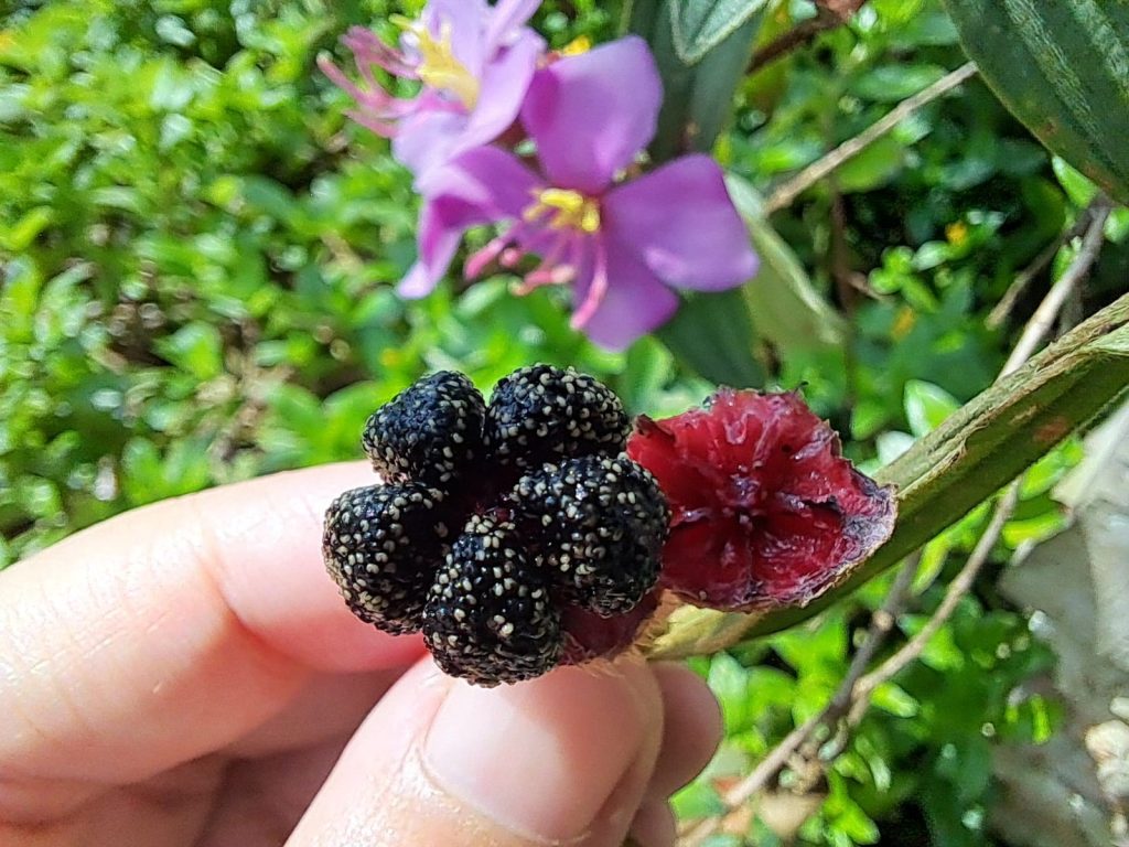 buah senggani