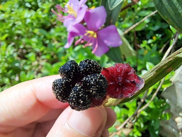 buah senggani