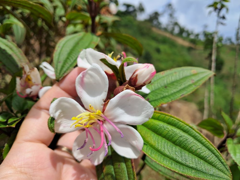 Harendong