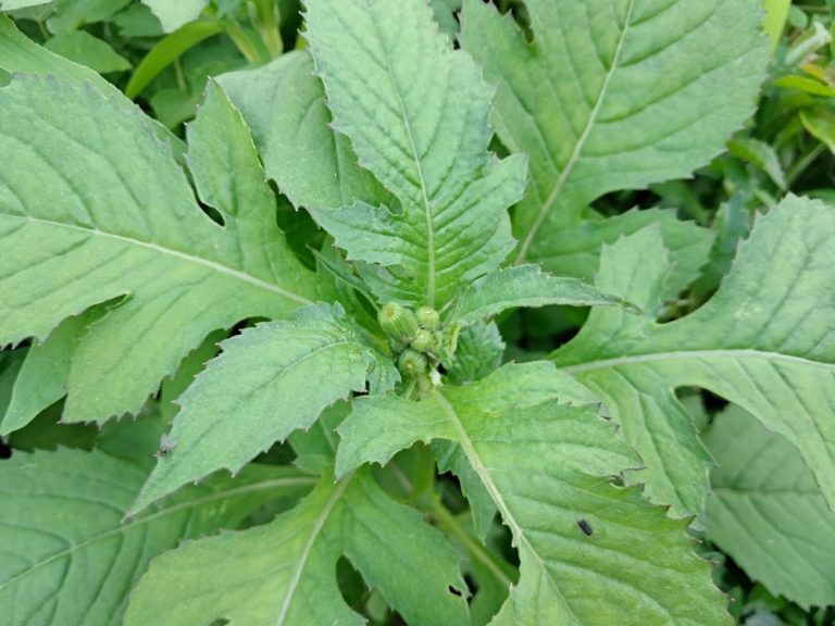 daun sintrong