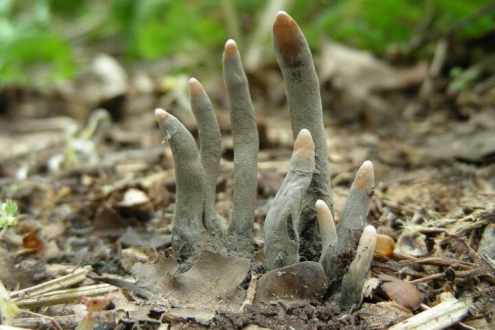 Dead Man's Finger 