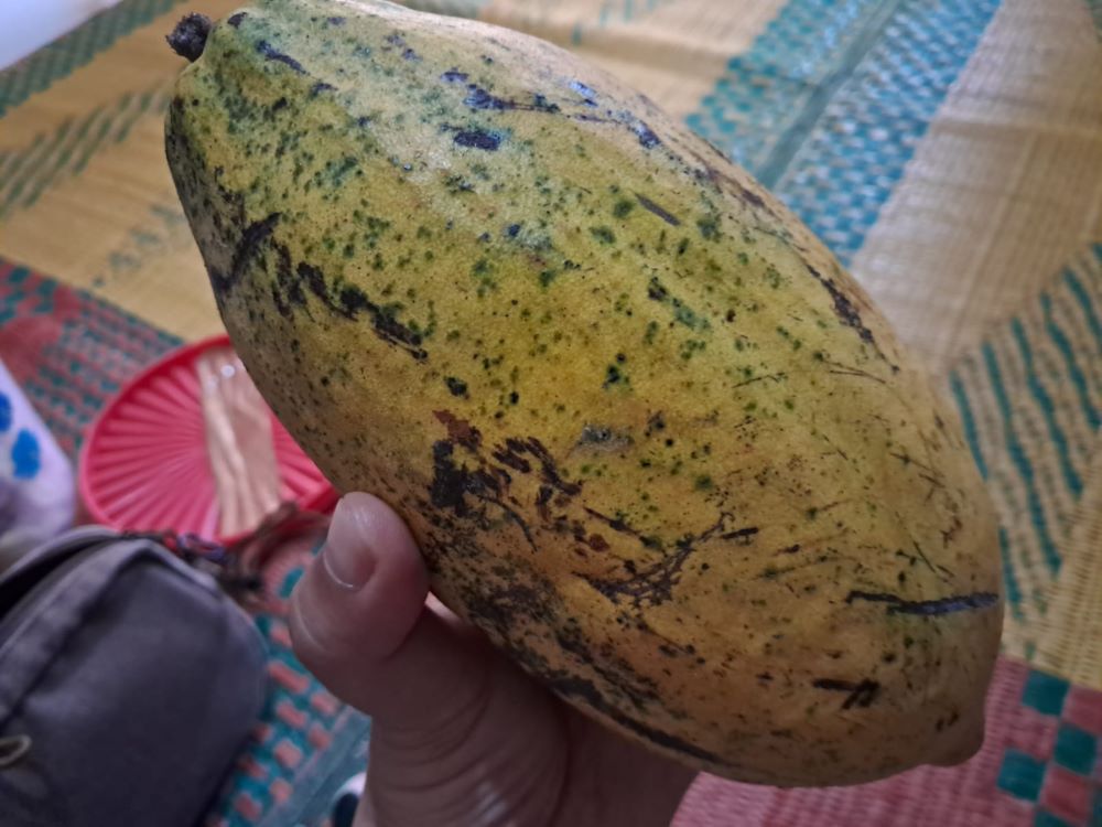 kakao matang