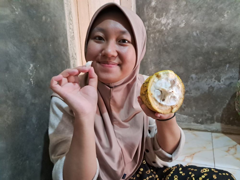 buah kakao