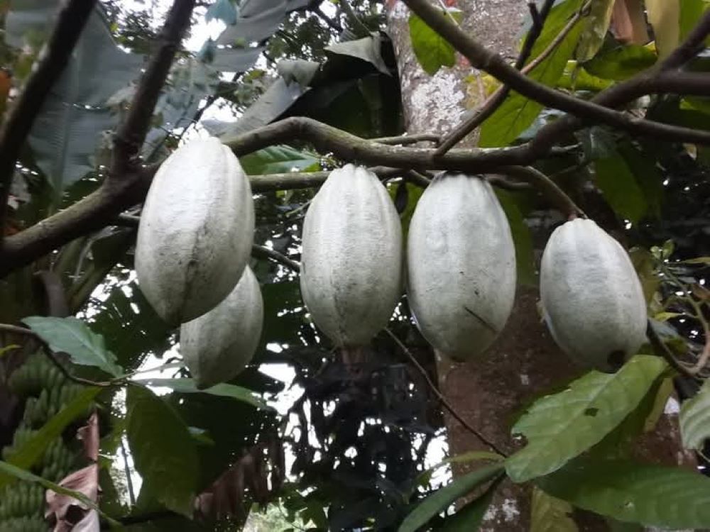 buah kakao