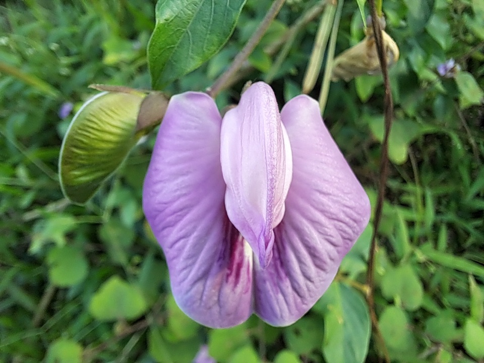 bunga kakacangan