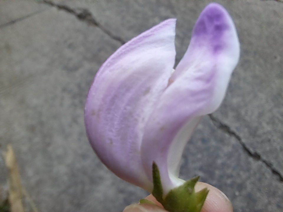 Centrosema pubescens