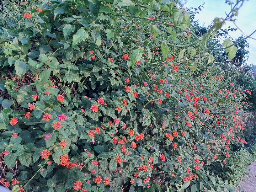 Lantana camara