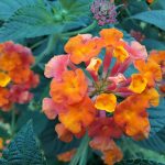 lantana camara