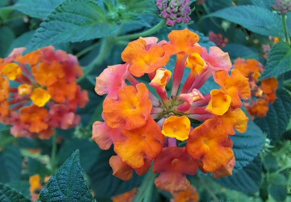 lantana camara