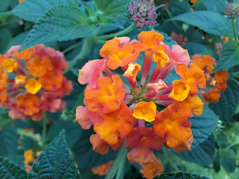 lantana camara
