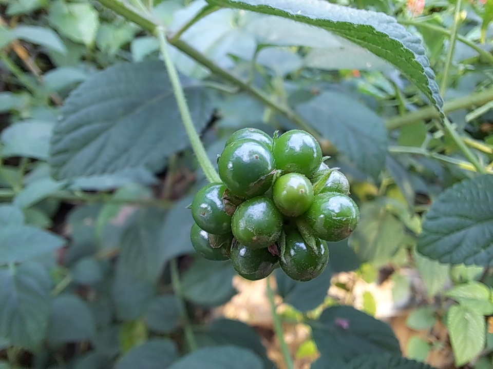 Lantana camara