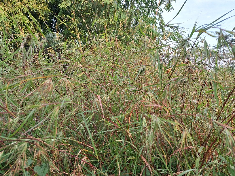 Bulu perindu