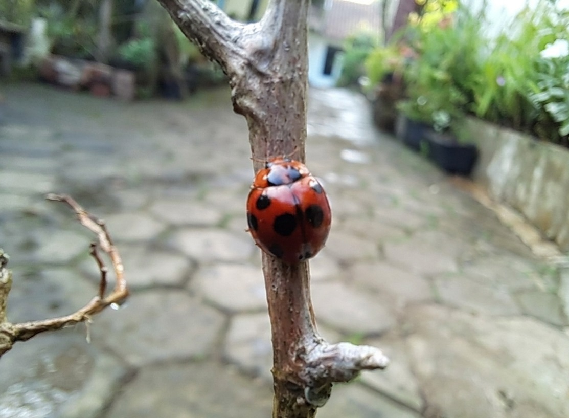 kumbang koksi