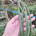 kacang Panjang