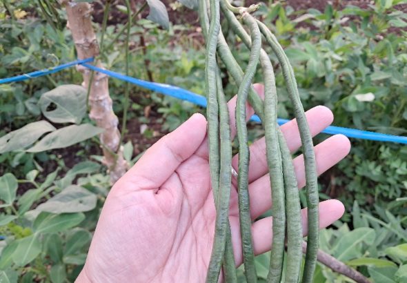 kacang Panjang