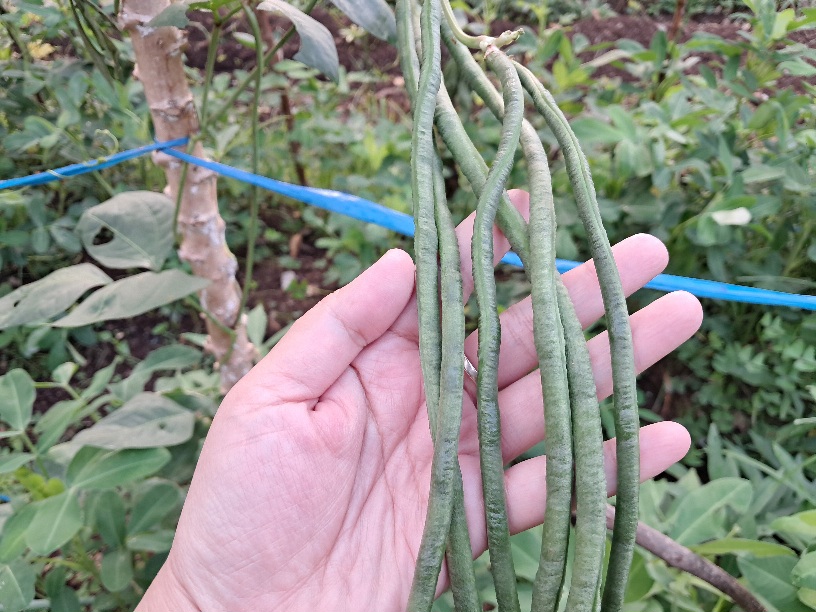 kacang Panjang