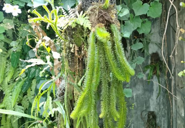kum[ai ekor tupai