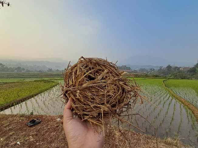 Jalan kaki di sawah