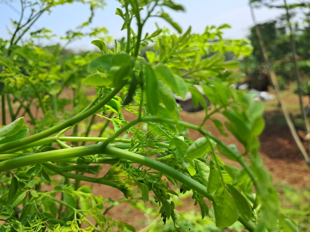 Daun kelor