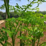 daun Kelor