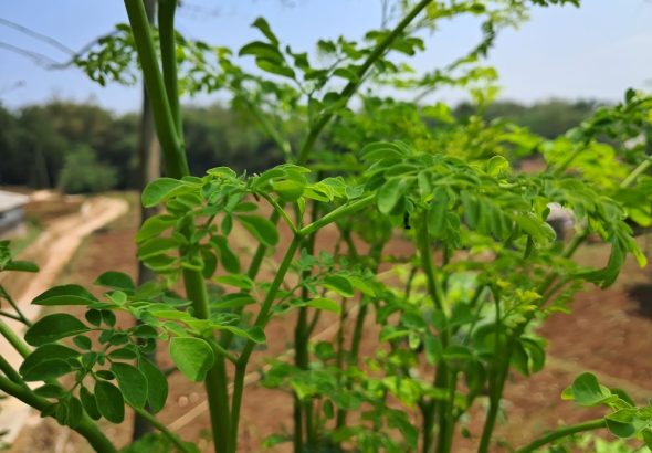 daun Kelor