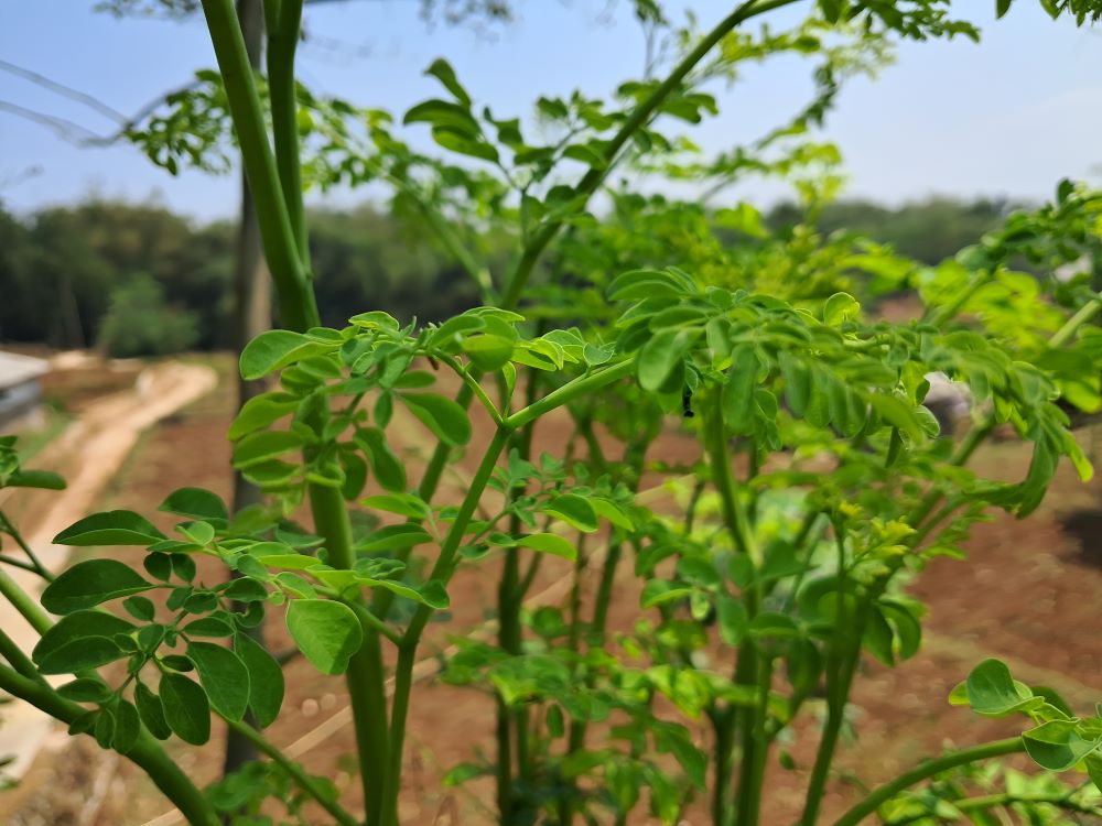 daun Kelor