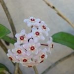 Tanaman hoya