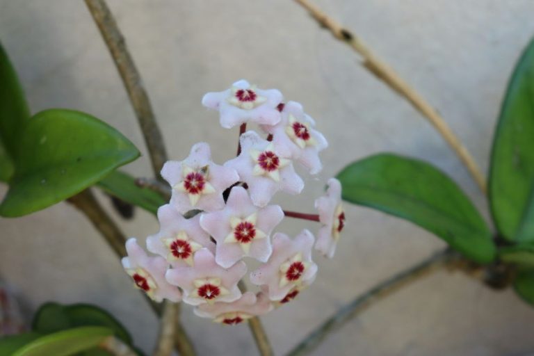 Tanaman hoya