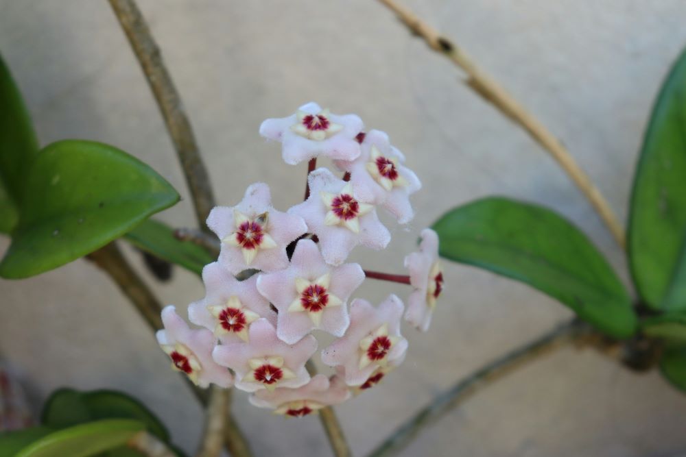 Tanaman hoya