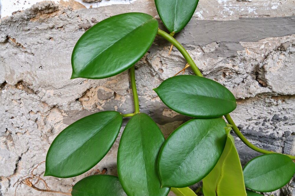 tanaman hoya