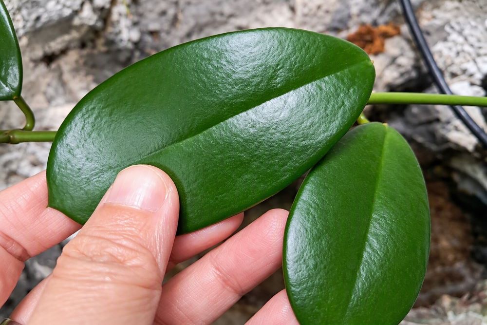 tanaman hoya
